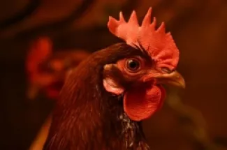 «استئجار الدجاج» في أمريكا.. حل شعبي لمواجهة ارتفاع أسعار البيض (صور)