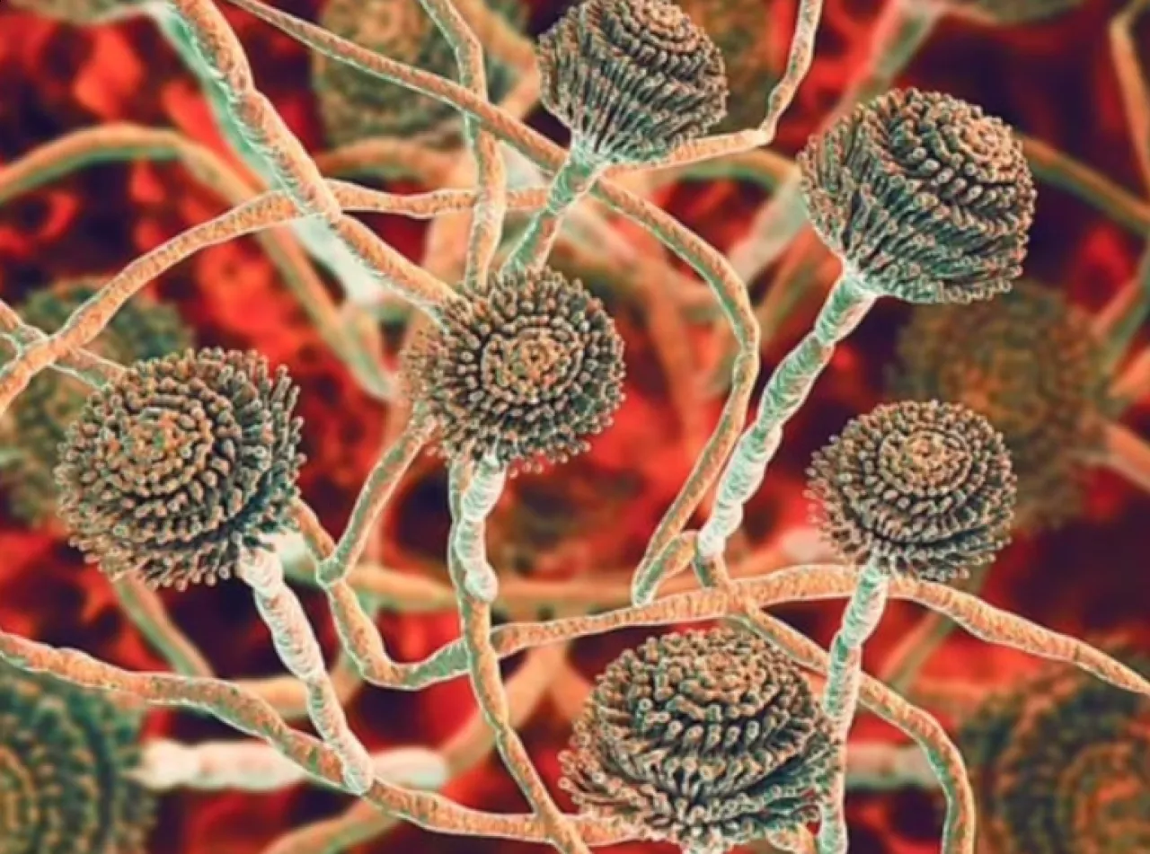 تحذير من ارتفاع أعداد الفطريات القاتلة