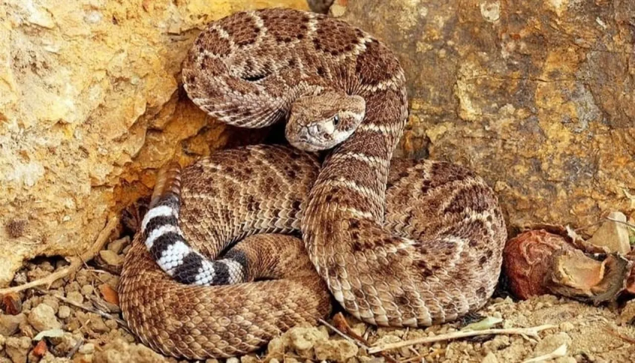 اختبار جديد بالسكريات الاصطناعية يميز بين سم الأفعى الجرسية والكوبرا بدقة وسرعة