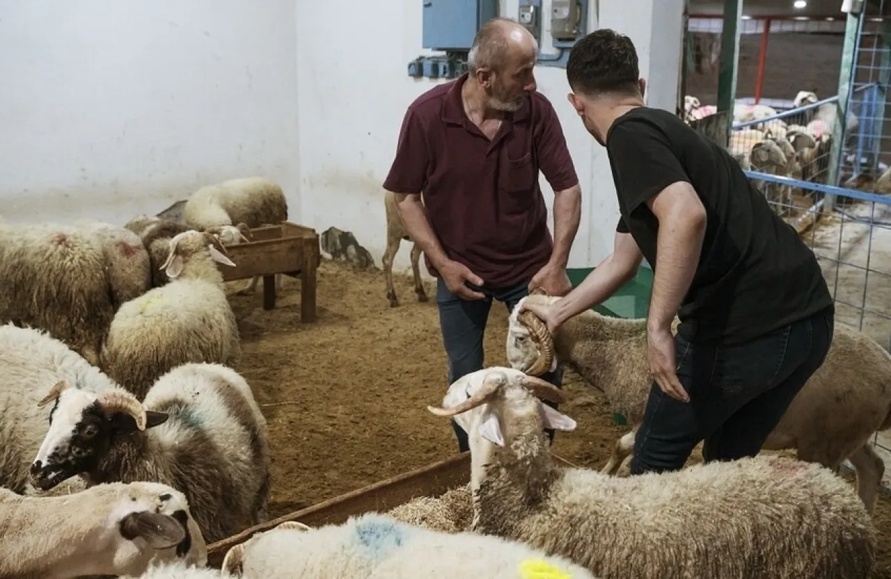 تركيا إصابة أكثر من 14 ألف شخص خلال ذبح أضاحي العيد