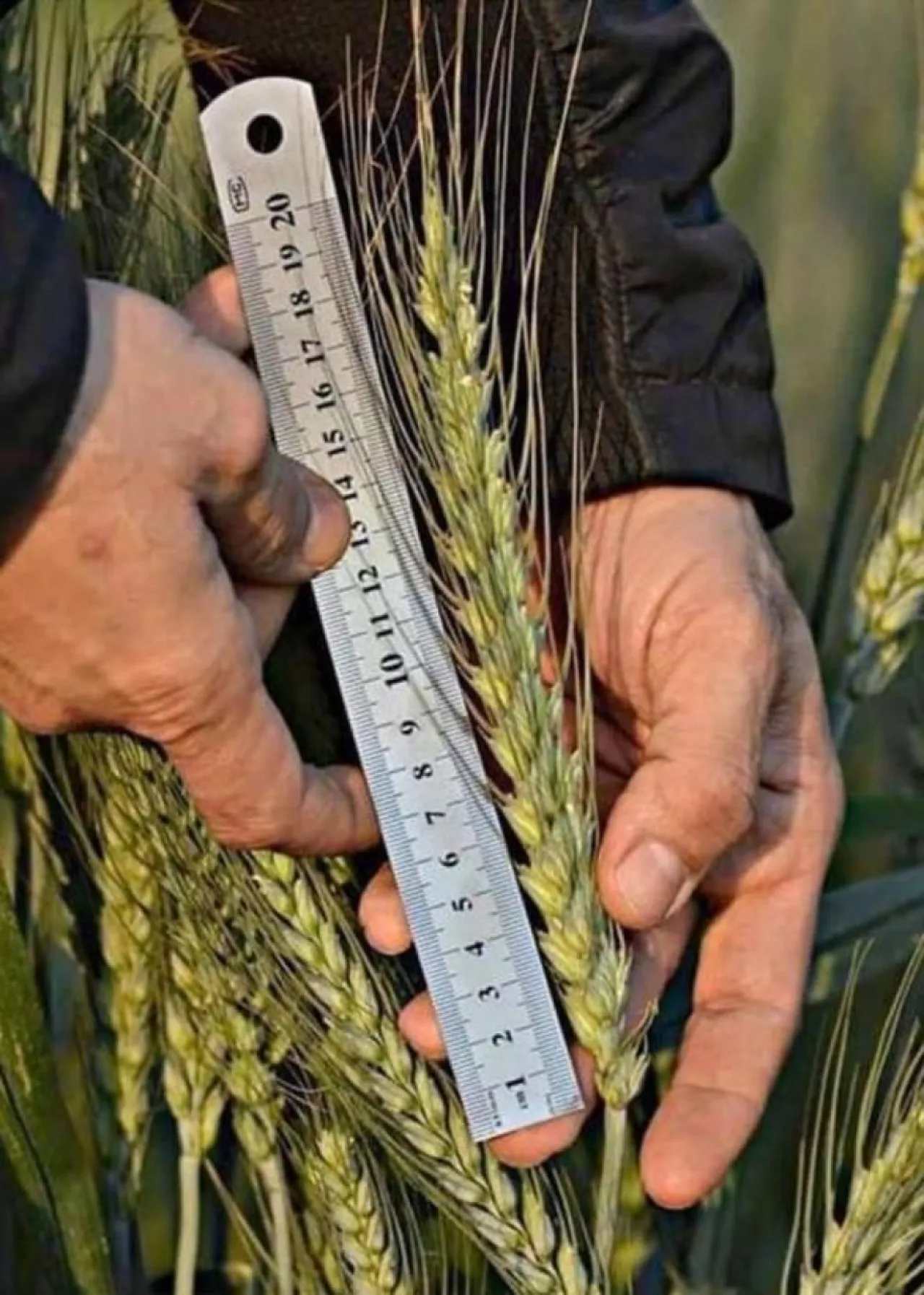 استيراد متواصل من عدة دول تحركات أردنية لرفع مخزون القمح