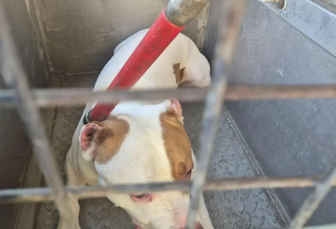 مقتل رضيعة إسرائيلية على يد كلب بيتبول