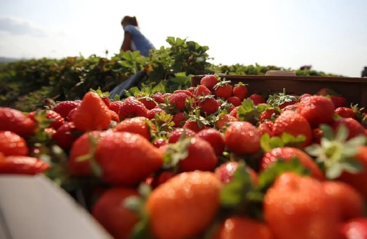 فئة من الأشخاص عليها تجنب الفراولة