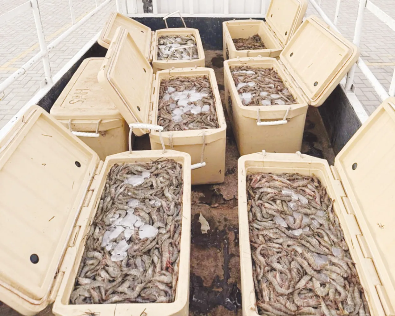 البحرين روبيان بـ210 كيلو جرّ صاحبه إلى شَبَك القانون