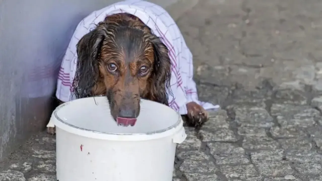 كيف نحمي حيواناتنا الأليفة في الحرّ