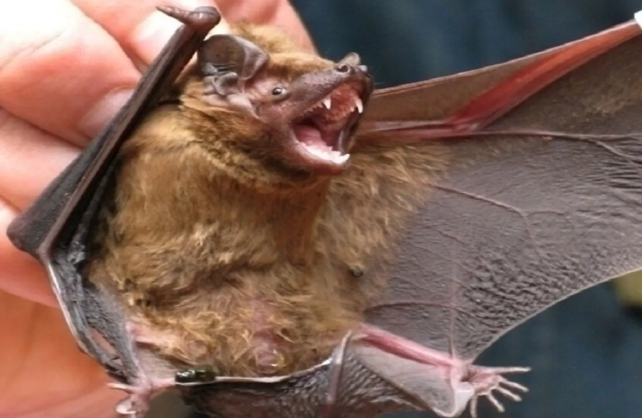 وفاة أسترالي اصيب بفيروس خفافيش نادر وغير قابل للعلاج