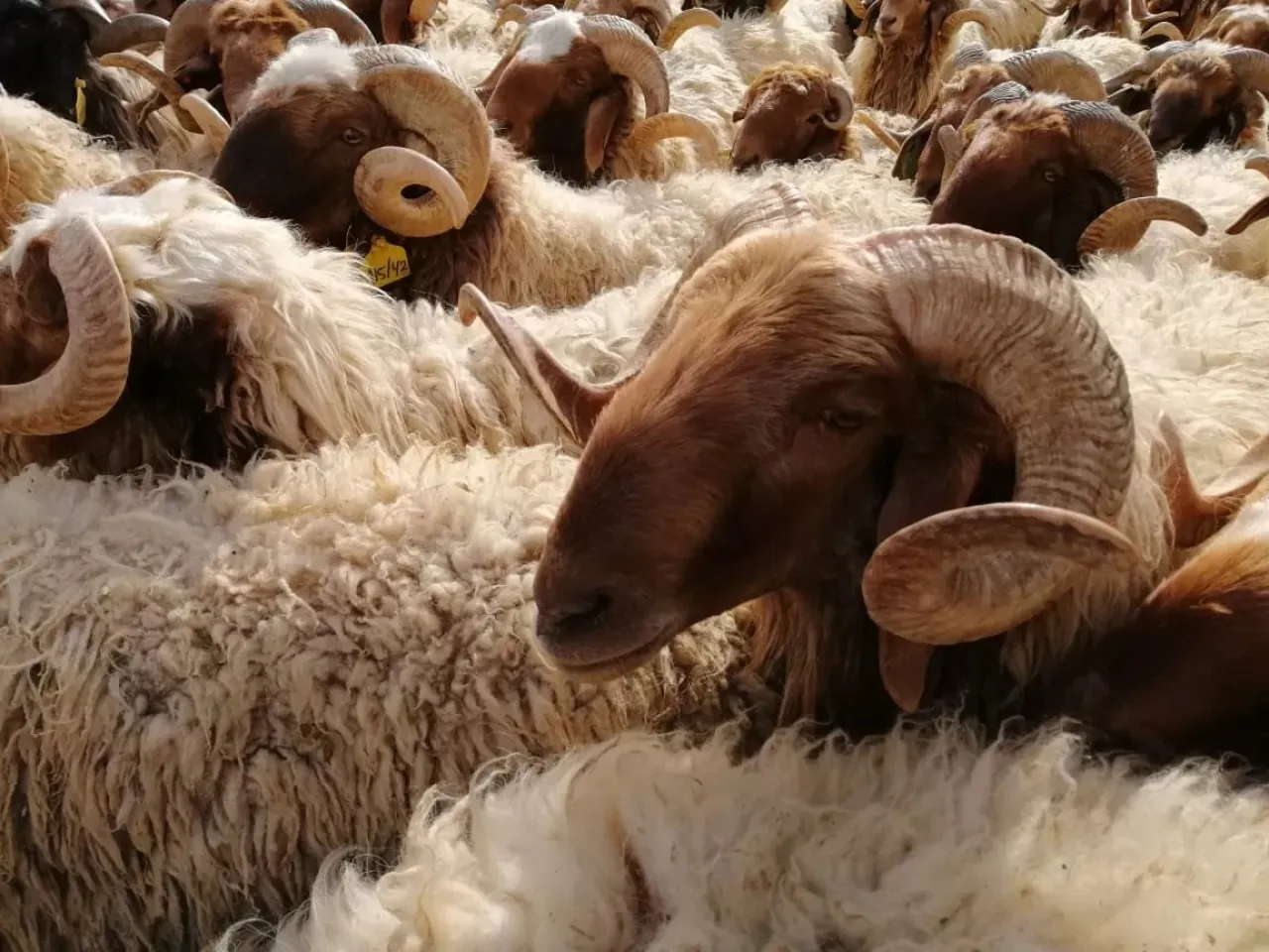 زراعة المفرق تدعو مربي الماشية لاستكمال التحصينات قبل حملة الترقيم الإلكتروني