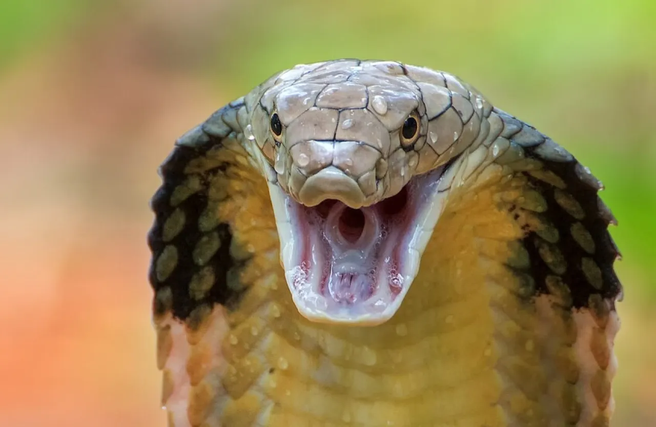 امرأة تواجه بشجاعة إحدى أخطر أفاعي العالم فيديو