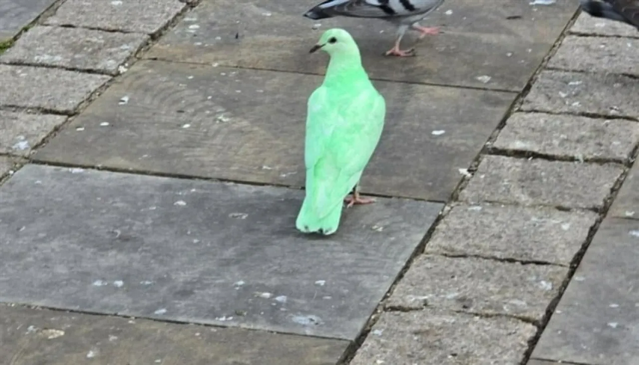حمامة خضراء تشعل ضجة في بريطانيا وتحذيرات من ترند خطير