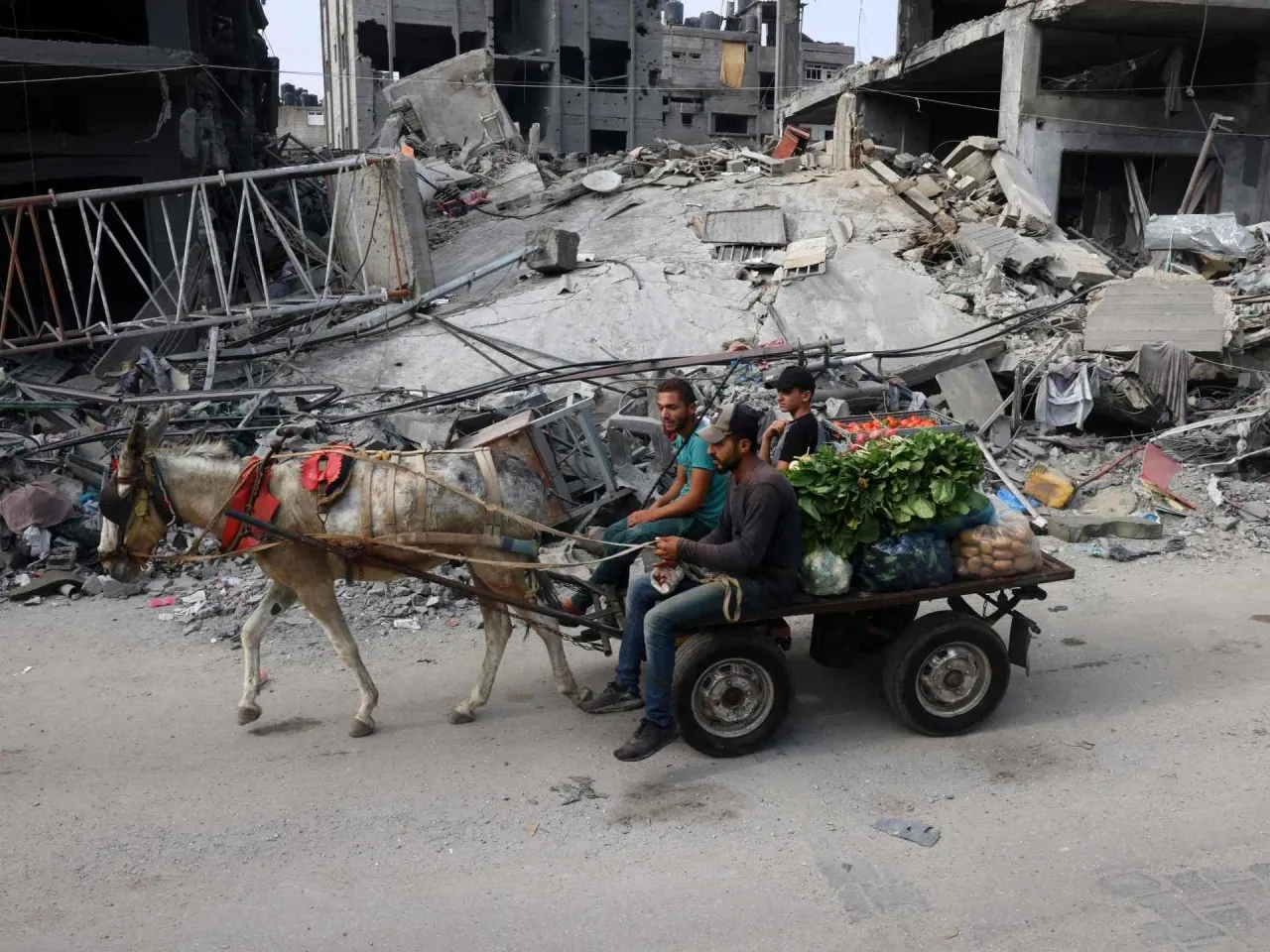 الاحتلال يسرق الحمير ويمنع إدخالها لغزة  وتقرير يكشف الاسباب