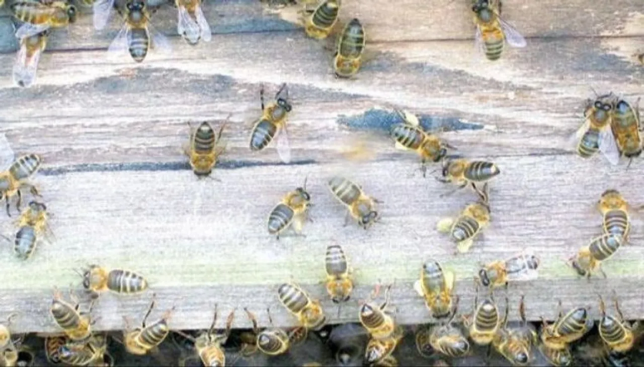 تركيا  أسراب نحل تهاجم منزلا والأم تتصدى بالأواني