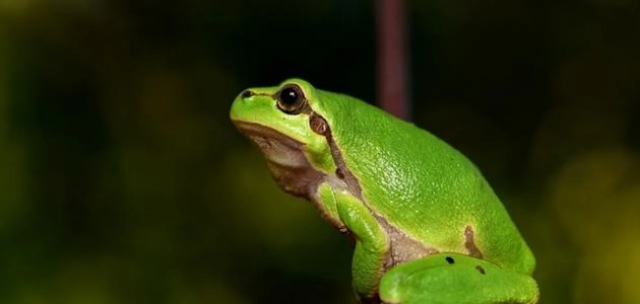 Female Frogs Resort to Trickery to Refuse Mating