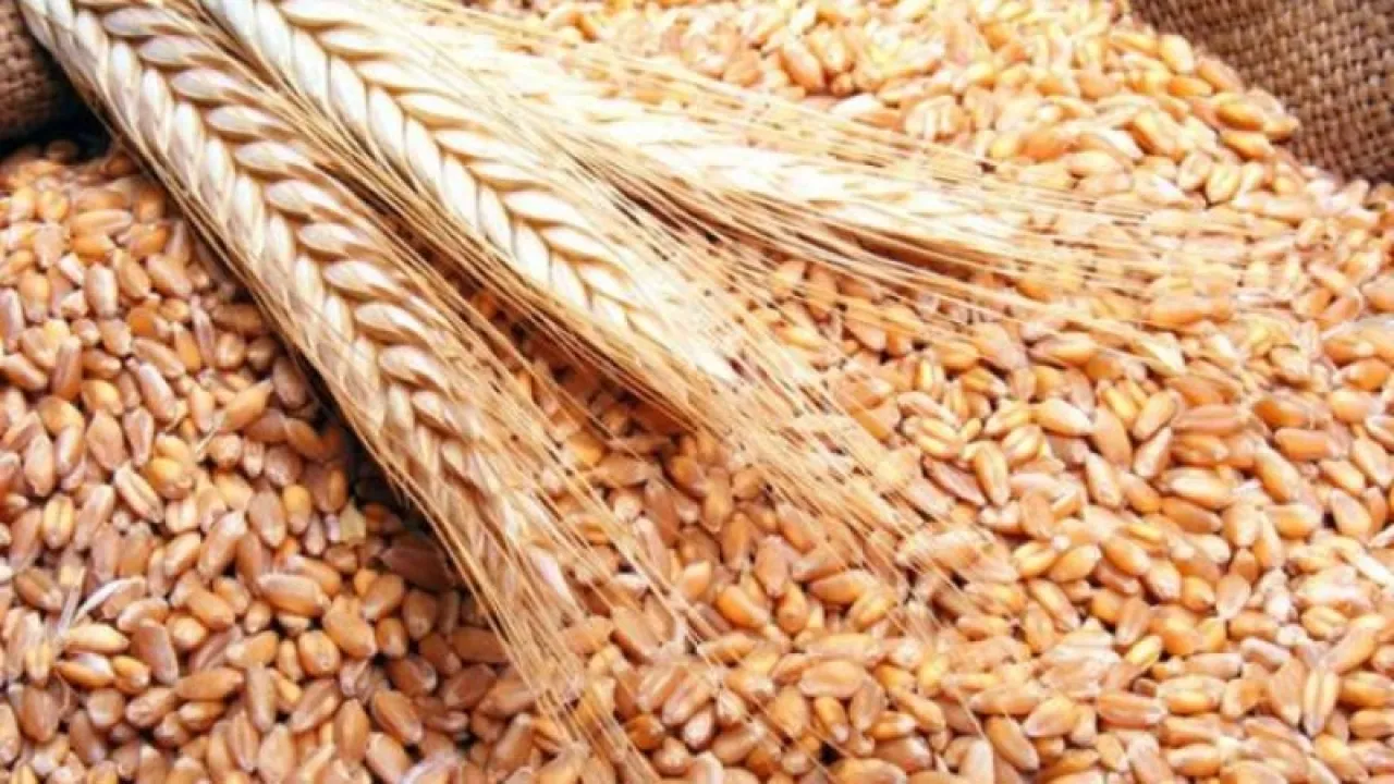 Industry and Commerce Issues Tender for Purchase of 100120 Thousand Tons of Wheat