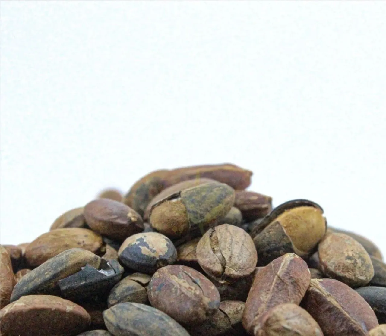 ماهي حبة العافية وماهي فوائدها واضرارها