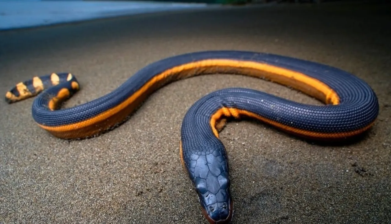 No Tail but a Fin Highly Venomous Snake Invades Iraq for the First Time