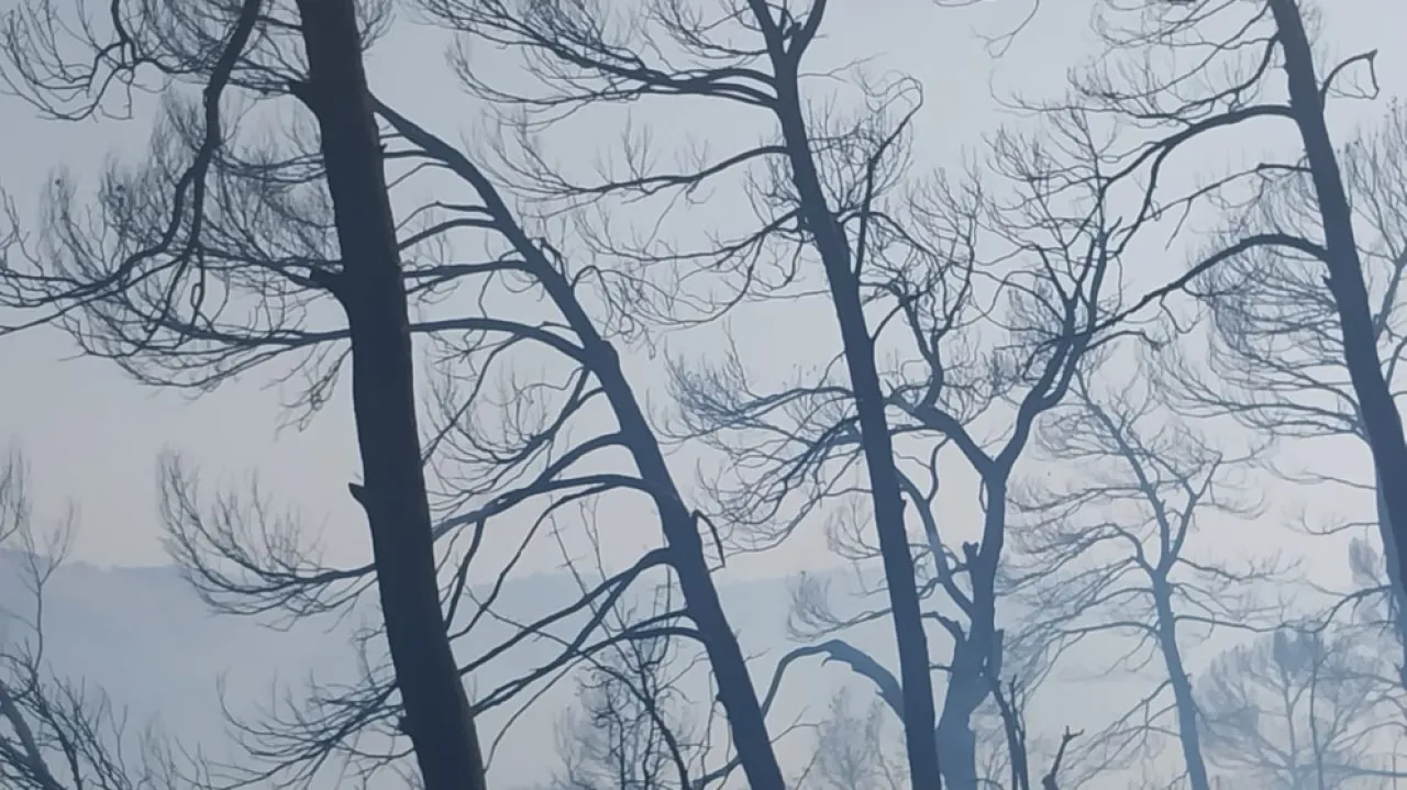 محافظ جرش إجراءات مشددة بحق المتورطين بافتعال الحرائق