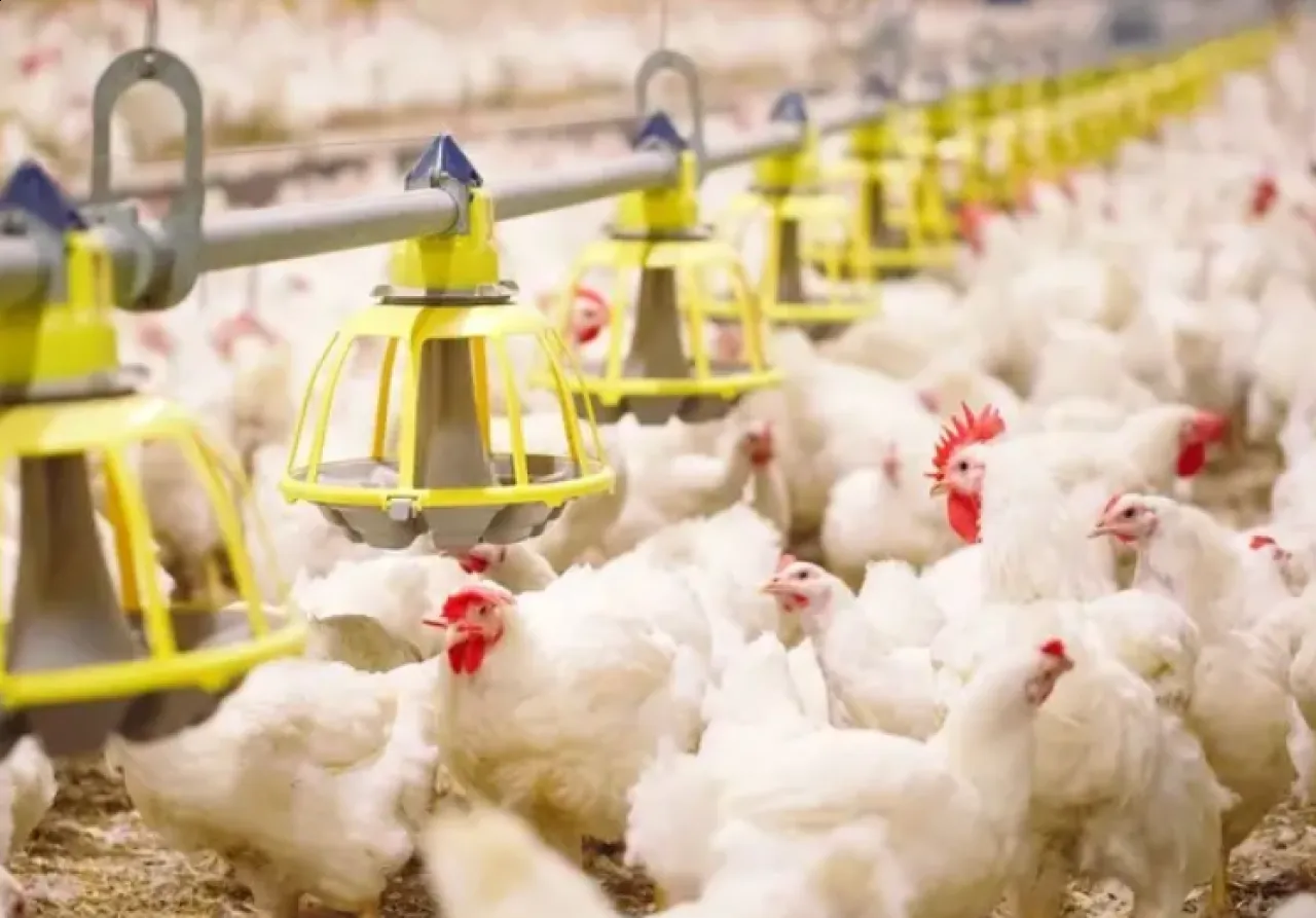 السعودية توطين تقنيات حيوية جديدة تدعم استدامة الإنتاج الحيواني