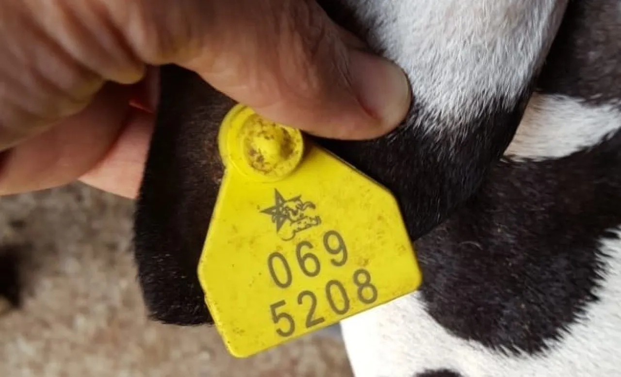 الأردن الزراعة تطلق المرحلة الثانية من ترقيم الأغنام إلكترونيًا