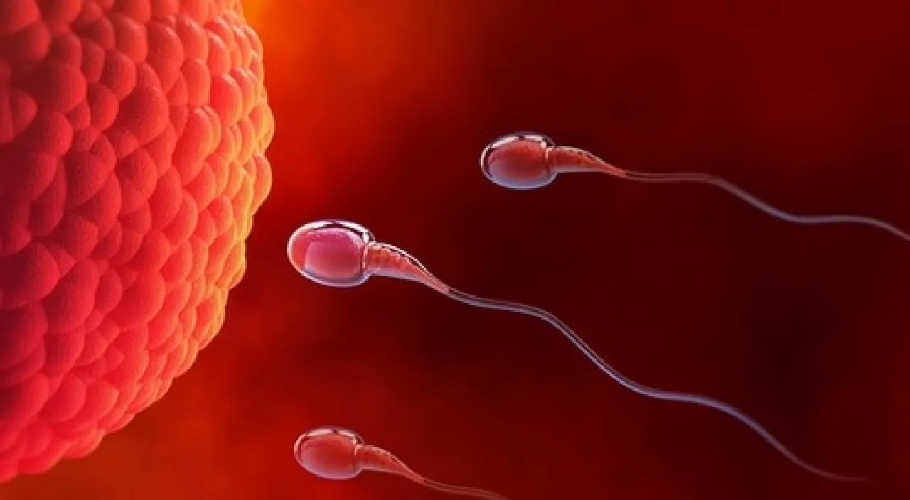 دراسة انتهاء خرافة السباق المنوي