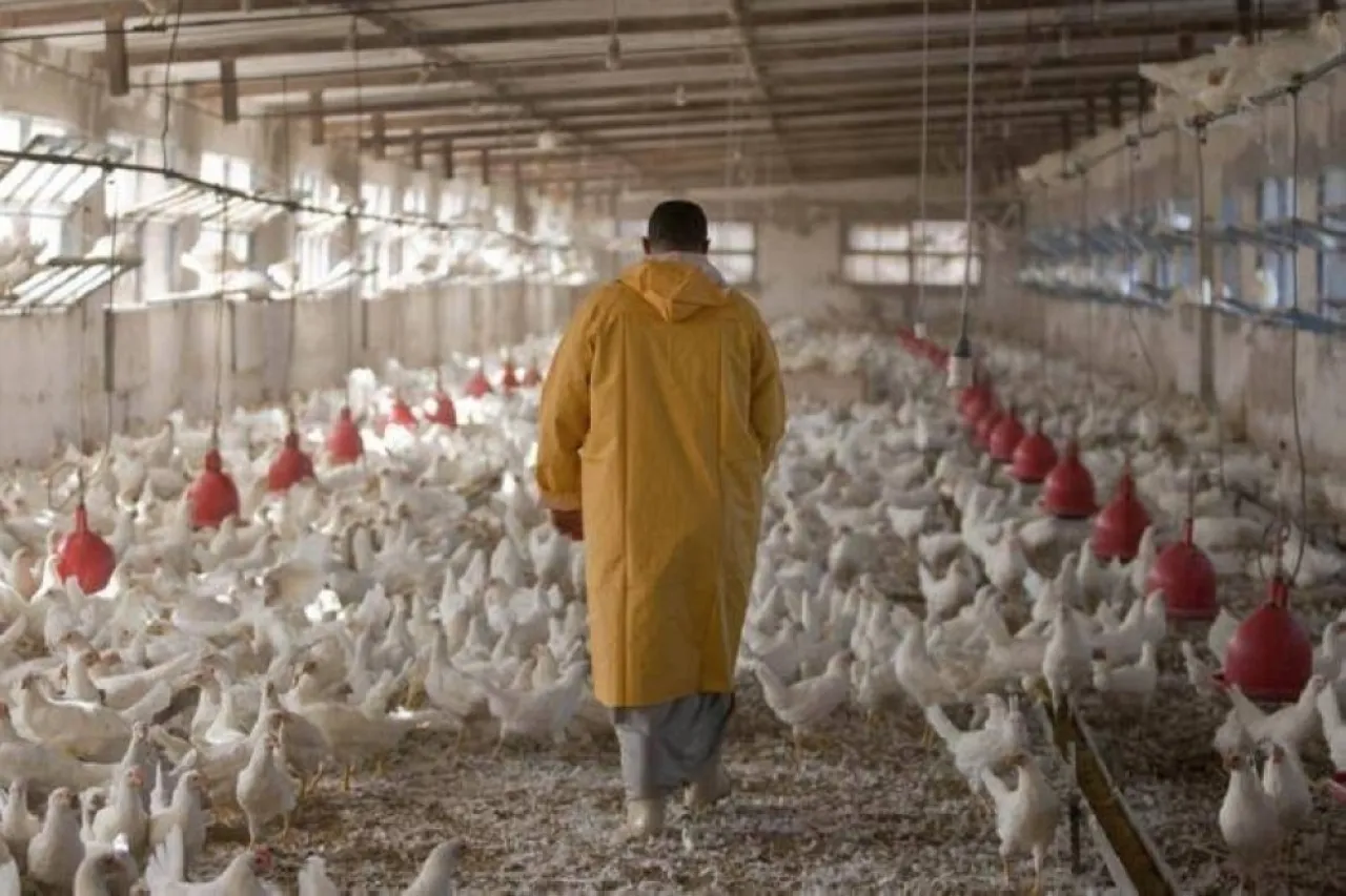 بعد زوال الخطر الأردن يعيد استيراد الدواجن من البرازيل
