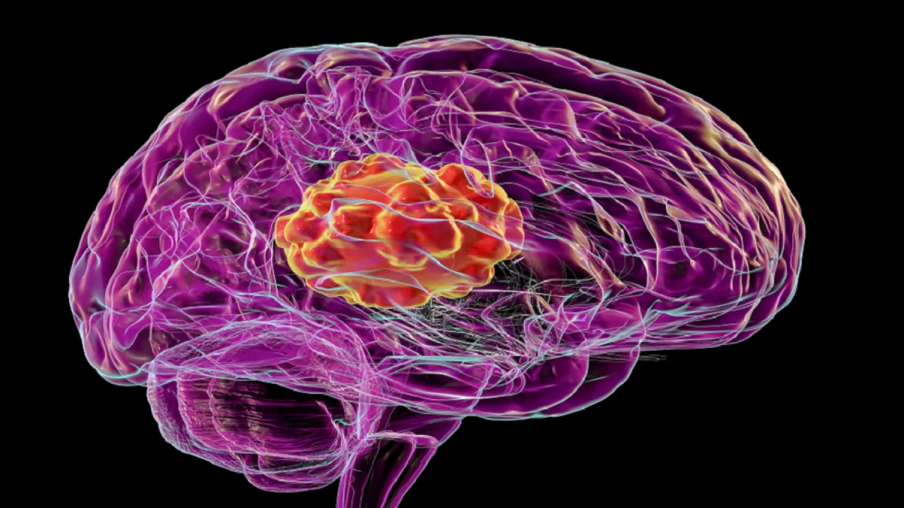 كيف تؤثر الكائنات الدقيقة على عقولنا الفطريات مثالاً