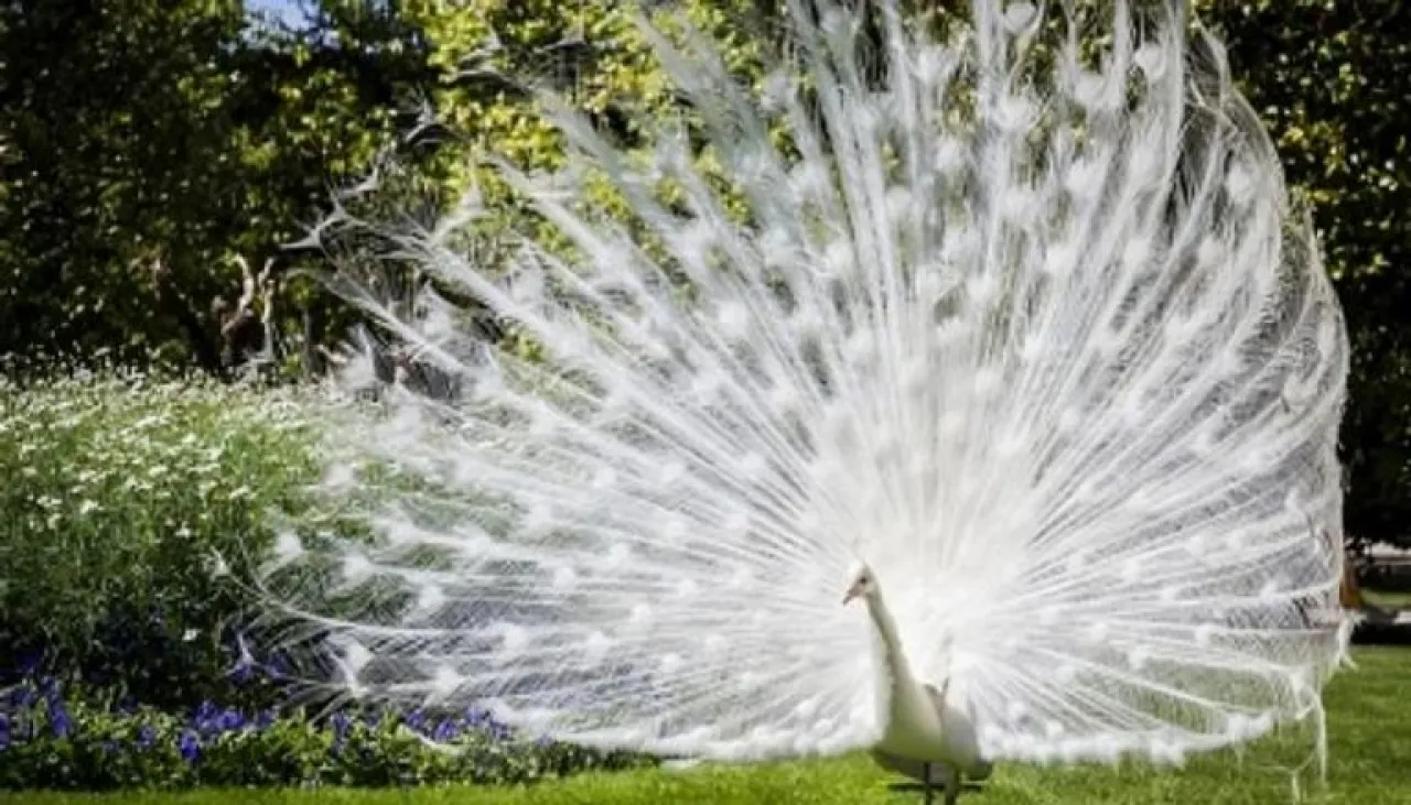 اختفاء غامض لعشرات الطواويس في أمريكا