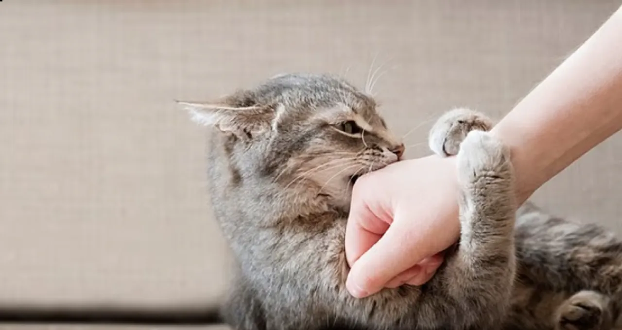 تحذير  مخاطر خفية خطيرة من خدوش القطط