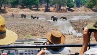 رحلة سفاري تتحول إلى فاجعة.. فيلة تهاجم سائحتين وترديهما قتيلتين