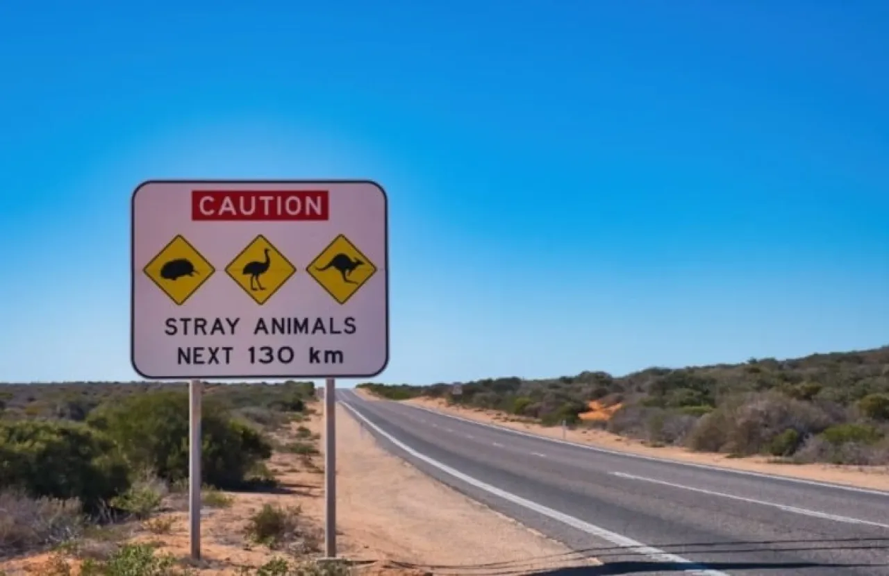 أول تقنية ذكاء اصطناعي تمنع حوادث اصطدام الحيوانات بالمركبات