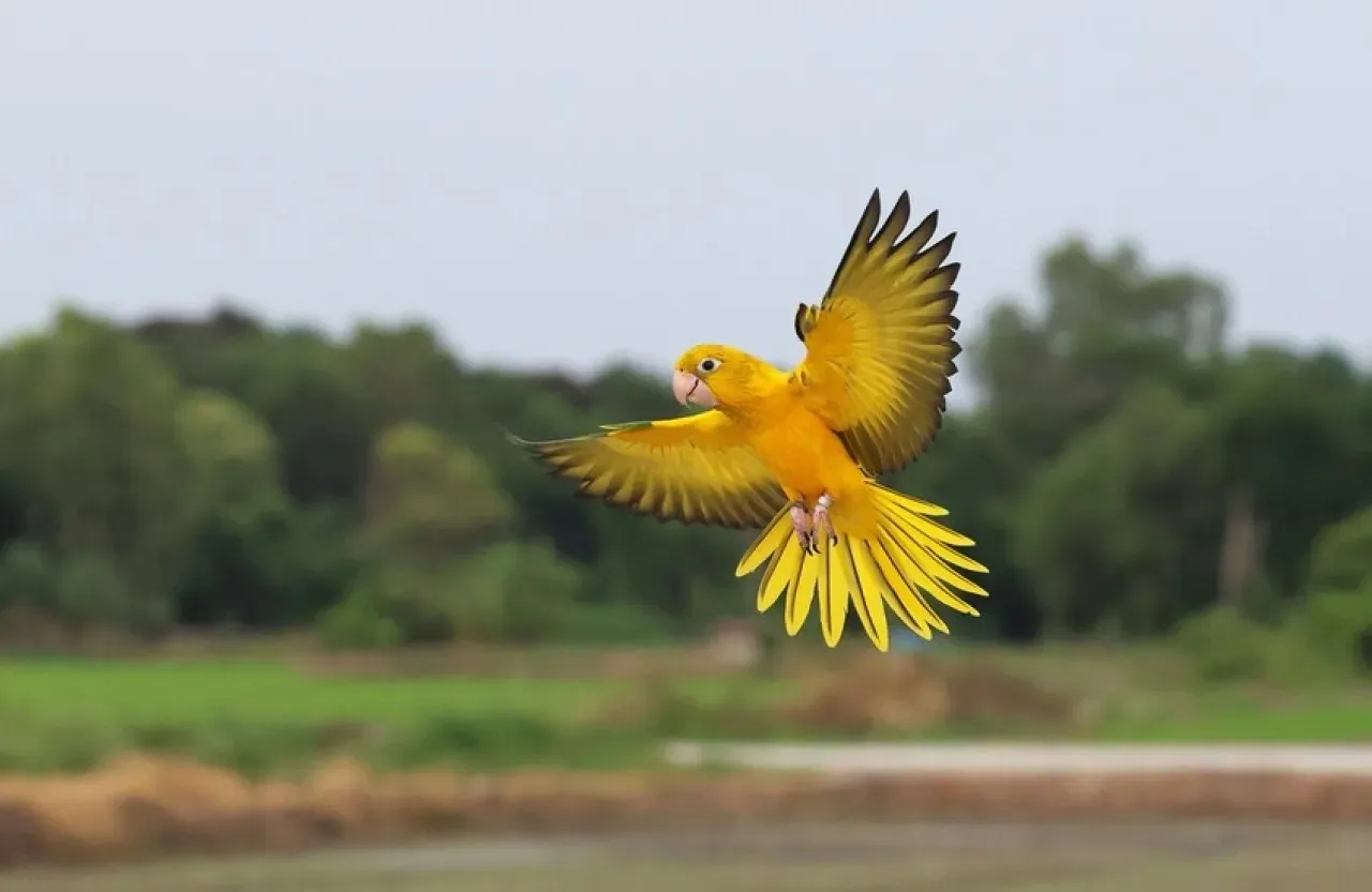 بالفيديو  ببغاء يتسبب في سقوط شبكة مخدرات كاملة بيد الشرطة