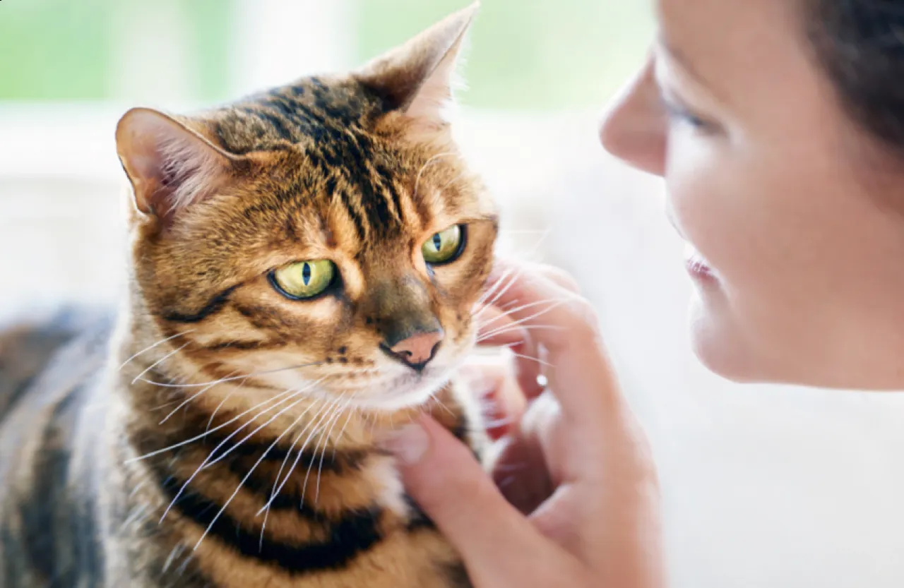 دراسة مفتاح علاج السرطان البشري قد يكون مخبأ في القطط المنزلية