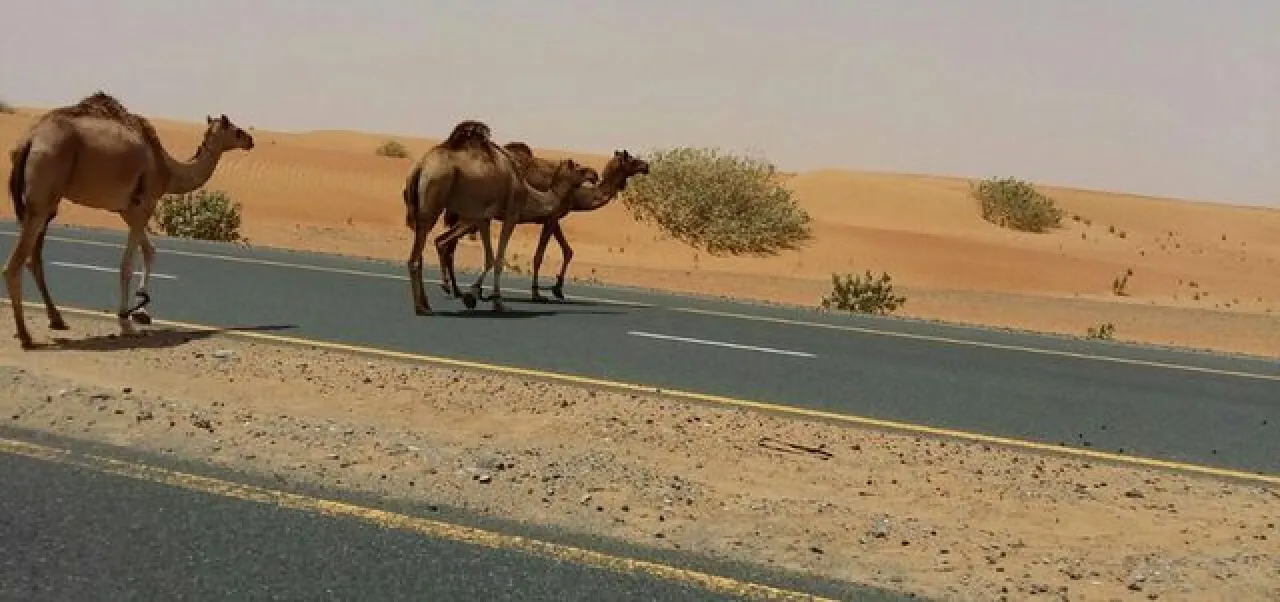 نفوق 3 جمال وإصابة سائق بحادث دهس في الأزرق