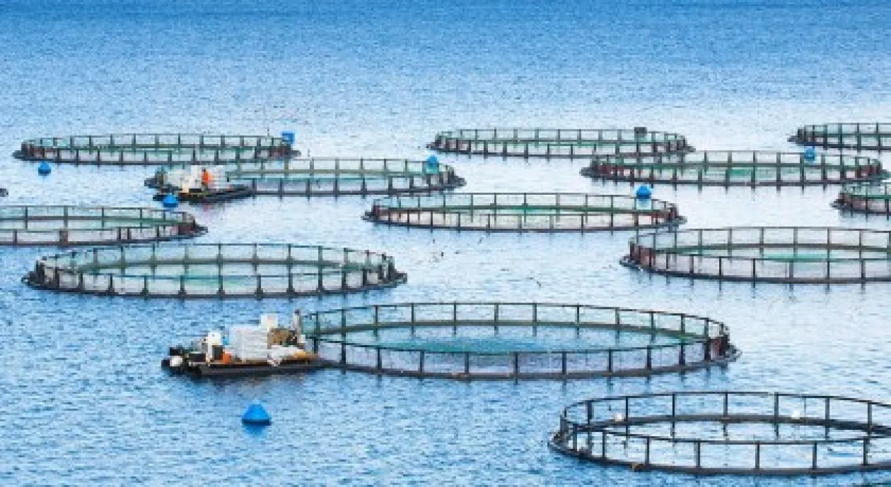 الرياض الأعلى 4 مدن سعودية تحتضن مشروعات الاستزراع السمكي