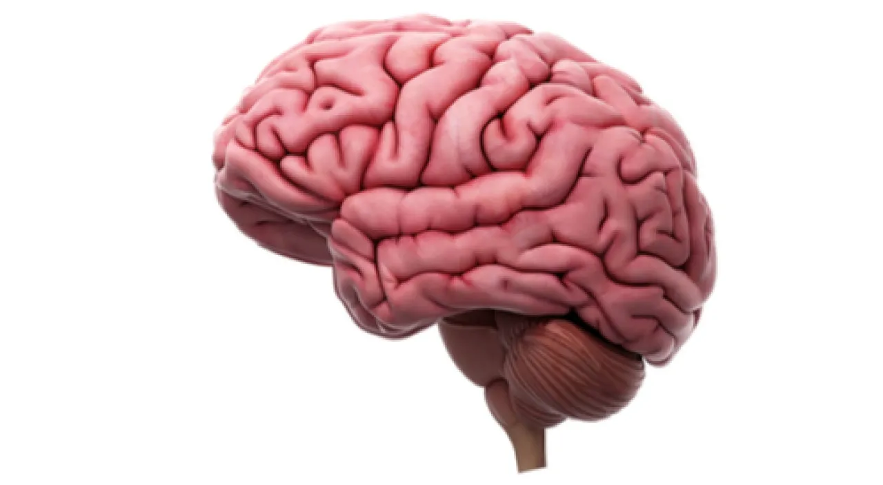 دراسة تفجر مفاجأة المحليات الصناعية تؤثر على وظائف الدماغ