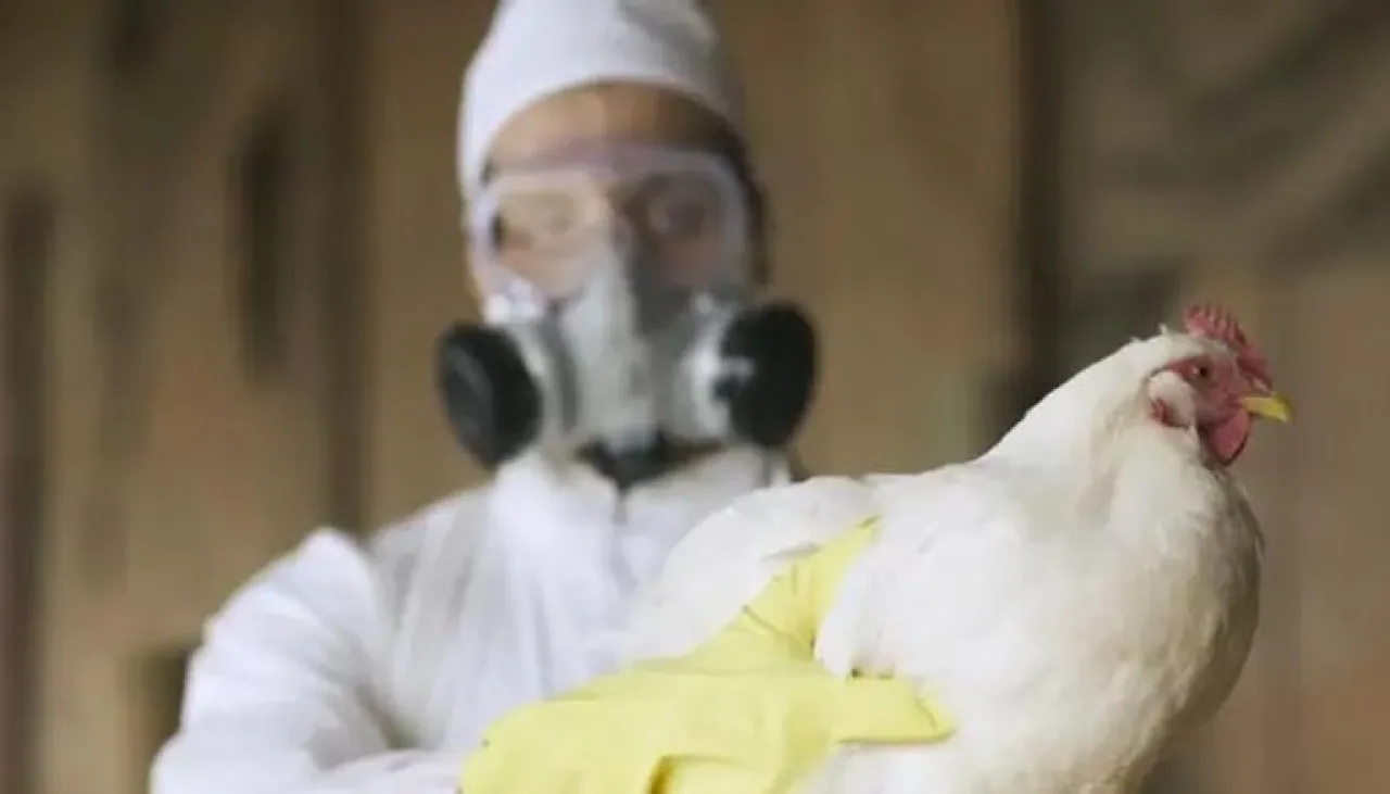 إسبانيا تعلن تفشي إنفلونزا الطيور في مزرعة دواجن