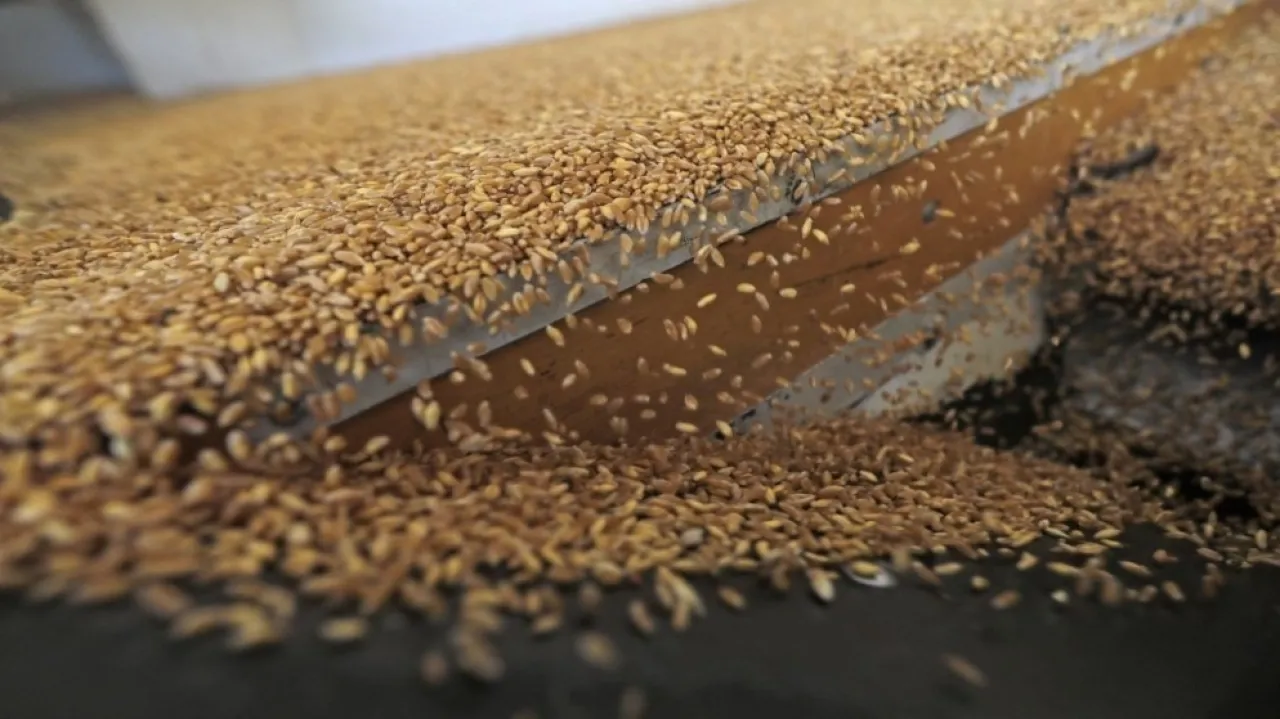 الصناعة والتجارة مخزون القمح والشعير في الاردن ضمن الحدود الآمنة