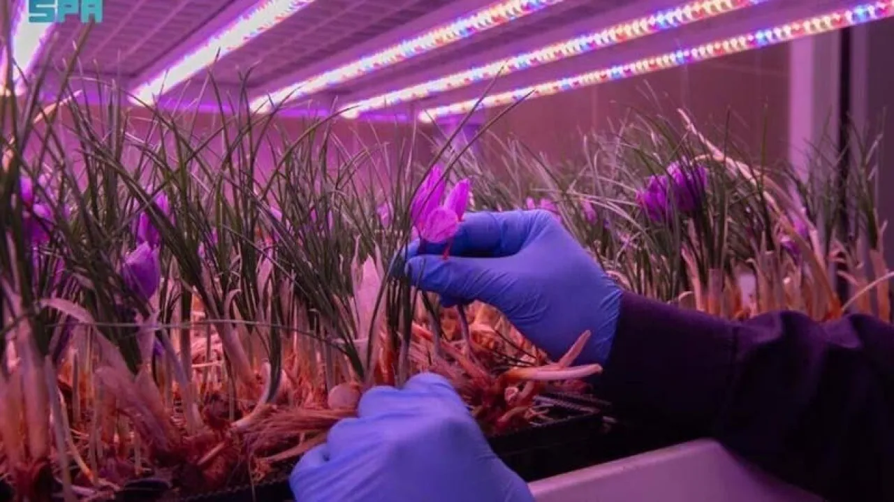 25 مزرعة في السعودية تنتج الذهب الأحمر