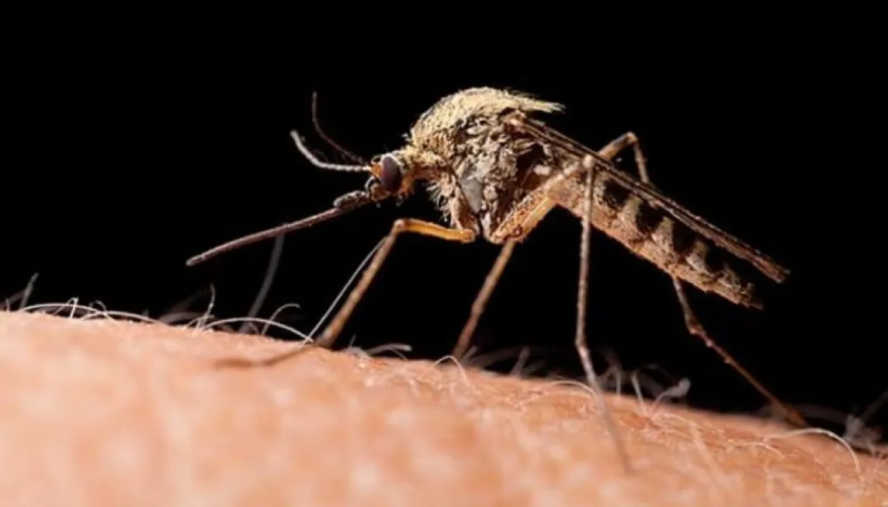 دراسة شرب البيرة يجعل الناس أكثر جاذبية للبعوض