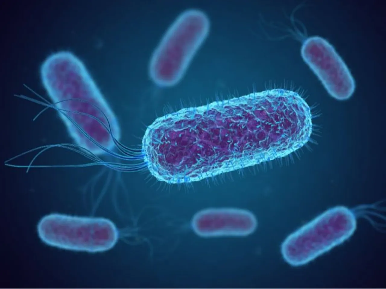 ماهي عدوى الشيغيلا  التي اصابت عشرات الأردنيين 