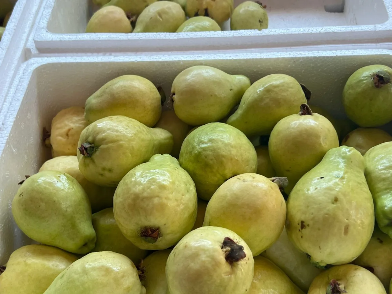 الأردنهذا ما يميز جوّافة البربيطة بالطفيلة  صور