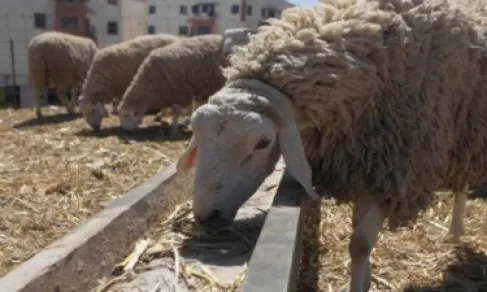 رفع سعر طن الشعير لمربي الثروة الحيوانية عدا الأغنام 5 دنانير