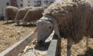 رفع سعر طن الشعير لمربي الثروة الحيوانية عدا الأغنام 5 دنانير