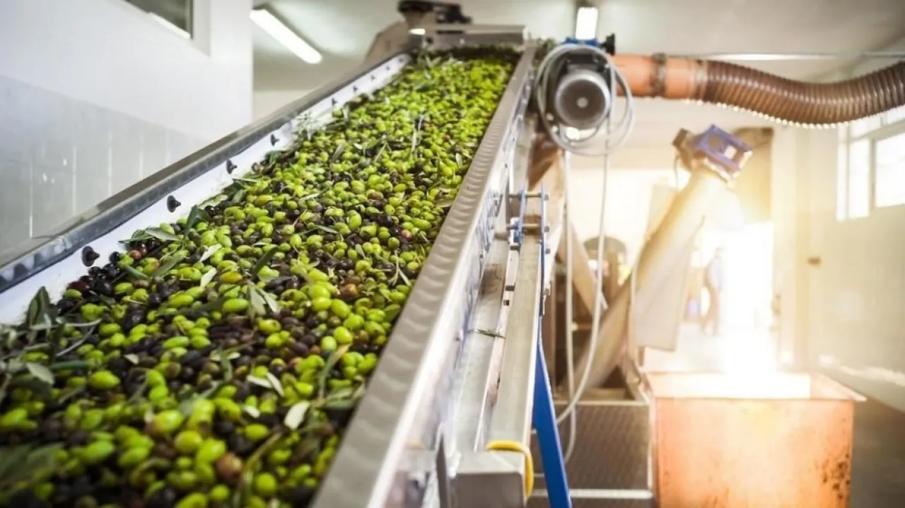 الأردن وزارة الزراعة تمدد فترة ترخيص معاصر الزيتون