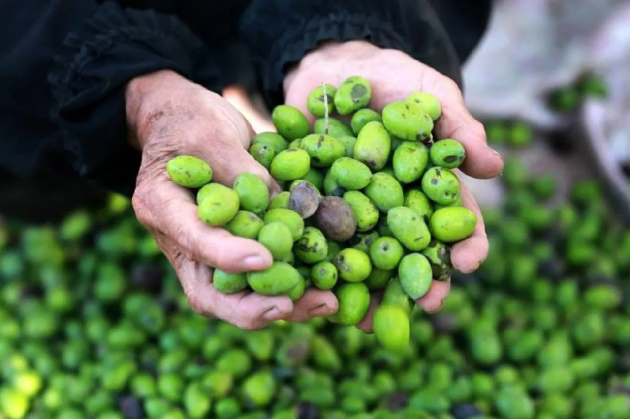 Jordan suspends the export of green olives for this season