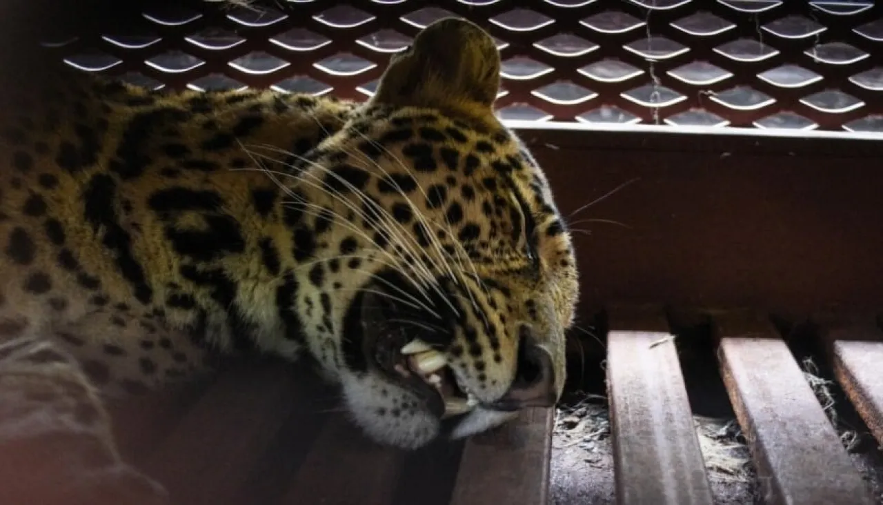 شاهد فهد يتسلل إلى فندق إندونيسي ويرعب النزلاء