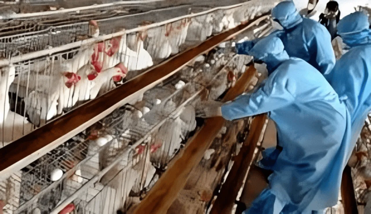 إيران تسجل حالة تفشٍ لإنفلونزا الطيور بين الدواجن