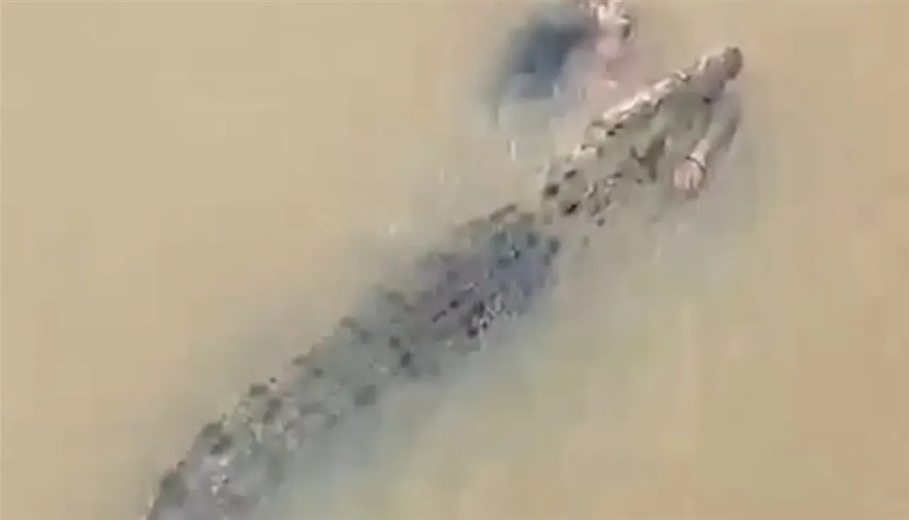 Watch A crocodile attacks a woman and drags her into a river in India