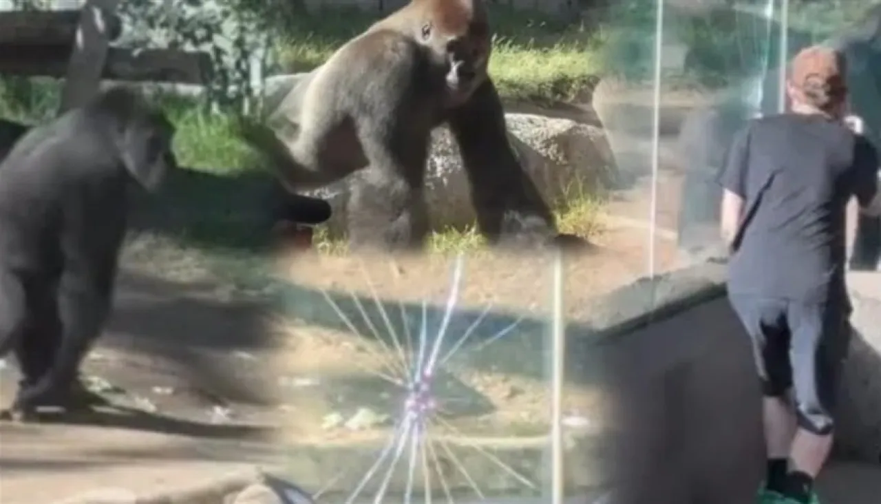 Terrifying shots Gorilla scares zoo visitors with a sudden movement