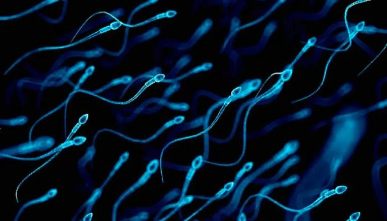 دراسة شيخوخة الحيوانات المنوية قد تنقل أمراضا للأبناء