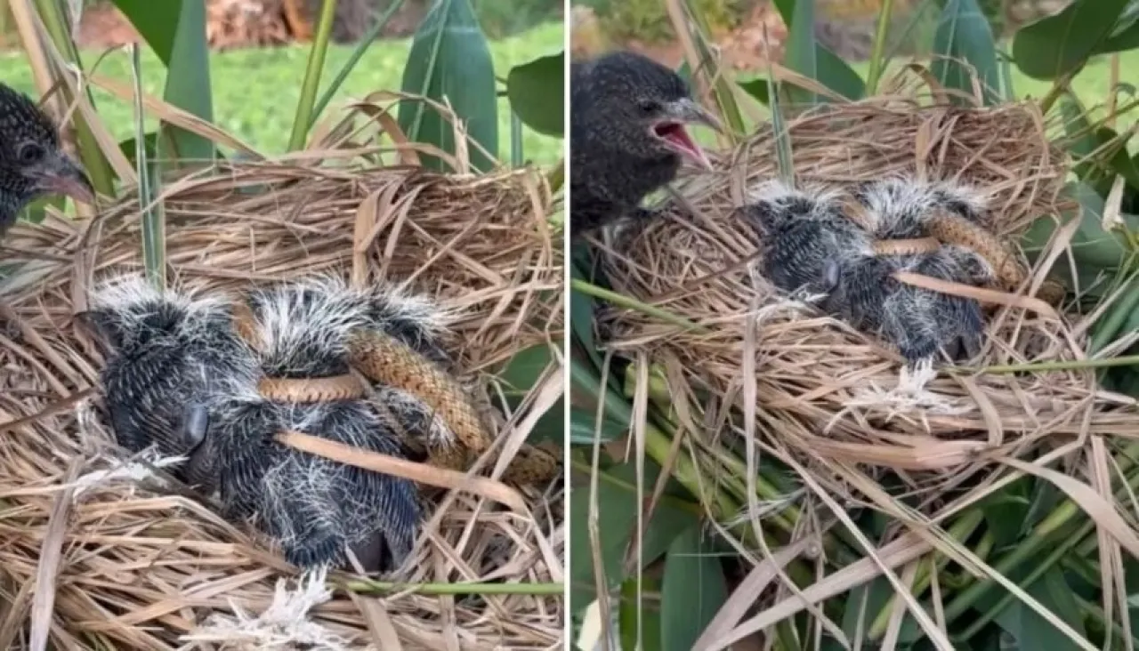 أفعى تلتهم صغار طائر عاجز وتثير غضب الجمهور تجاه المصوّر